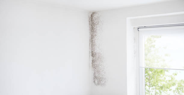 Best Airborne Mold Testing  in Red Hill, SC