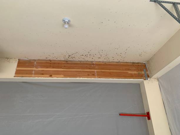 Best Environmental Consulting for Mold Prevention  in Red Hill, SC