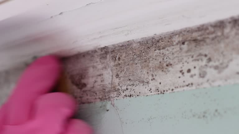  Red Hill, SC Mold Removal Pros